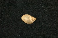 藏品(小椎實螺)的圖片